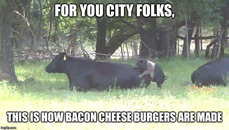 FOR YOU CITY FOLKS, THIS IS HOW BACON CHEESE BURGERS ARE MADE | image tagged in funny animals | made w/ Imgflip meme maker