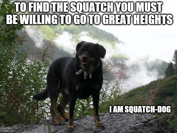 Squatch Dog | TO FIND THE SQUATCH YOU MUST BE WILLING TO GO TO GREAT HEIGHTS; I AM SQUATCH-DOG | image tagged in sasquatch,big foot,dog,northwest,dog wisdom,mountain | made w/ Imgflip meme maker