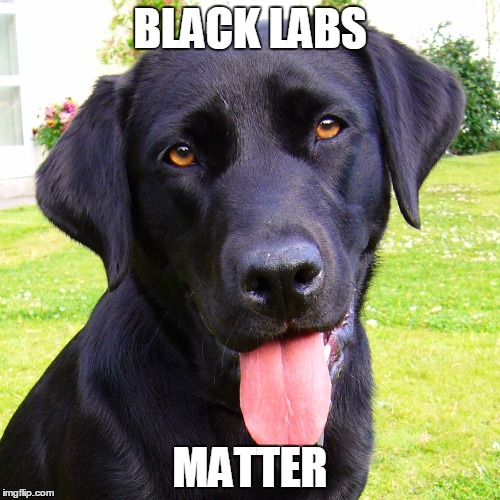 BLACK LABS; MATTER | image tagged in black lives matter,parody | made w/ Imgflip meme maker