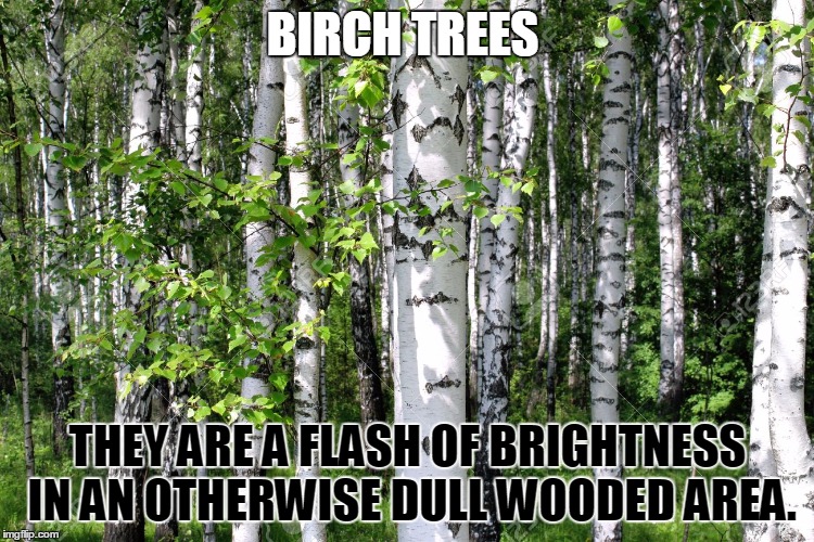 Birch trees | BIRCH TREES; THEY ARE A FLASH OF BRIGHTNESS IN AN OTHERWISE DULL WOODED AREA. | image tagged in trees | made w/ Imgflip meme maker