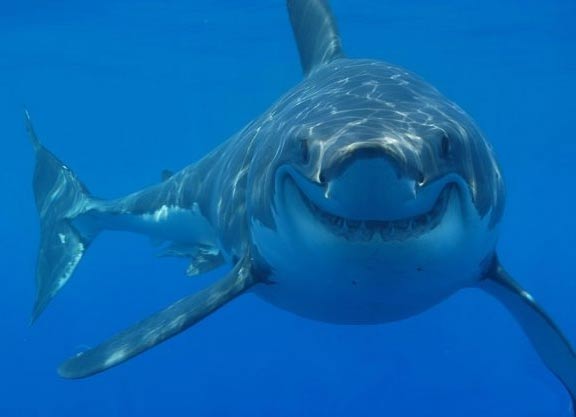 High Quality Smiling Shark Blank Meme Template