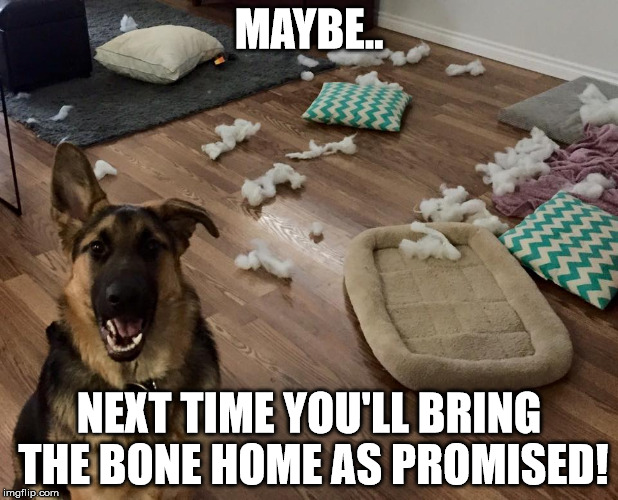 German Shepard  | MAYBE.. NEXT TIME YOU'LL BRING THE BONE HOME AS PROMISED! | image tagged in german shepherd | made w/ Imgflip meme maker