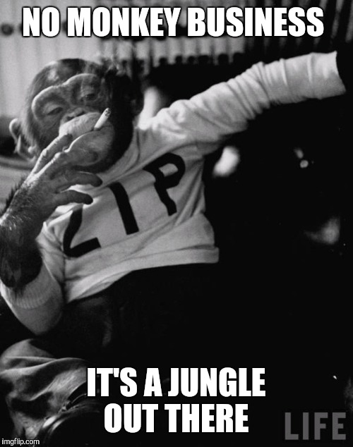 chimpy | NO MONKEY BUSINESS; IT'S A JUNGLE OUT THERE | image tagged in chimpy | made w/ Imgflip meme maker