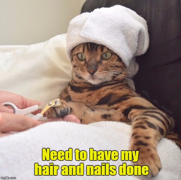 It's time | Need to have my hair and nails done | image tagged in cat,hair,nails,towel,clippers,trim | made w/ Imgflip meme maker