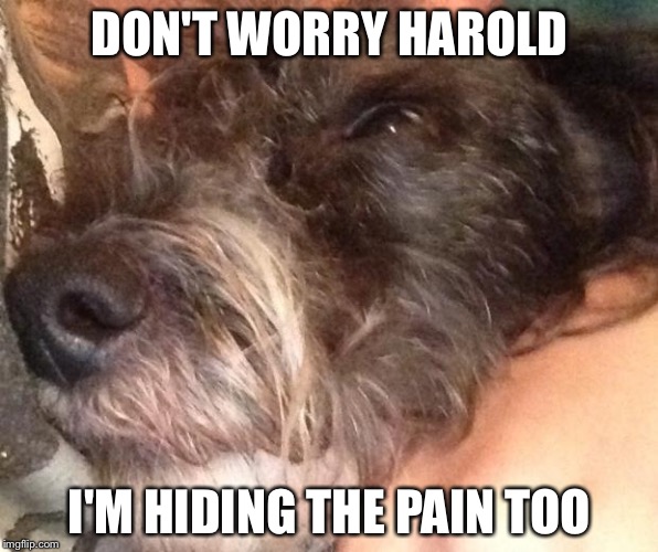 Doge | DON'T WORRY HAROLD I'M HIDING THE PAIN TOO | image tagged in doge | made w/ Imgflip meme maker