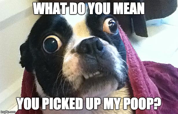 Confused Dog |  WHAT DO YOU MEAN; YOU PICKED UP MY POOP? | image tagged in confused dog | made w/ Imgflip meme maker