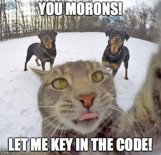 Concentration Cat | YOU MORONS! LET ME KEY IN THE CODE! | image tagged in concentration cat,cat,cats | made w/ Imgflip meme maker