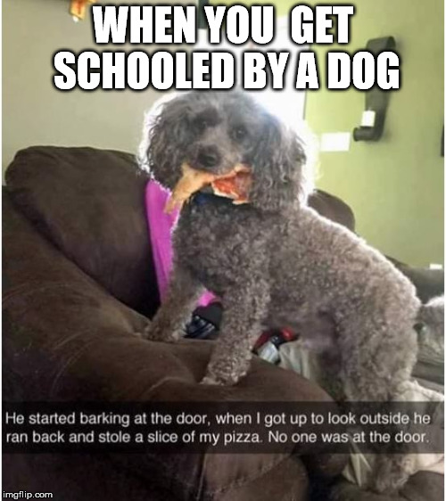 schooled by dog | WHEN YOU  GET SCHOOLED BY A DOG | image tagged in funny dogs | made w/ Imgflip meme maker