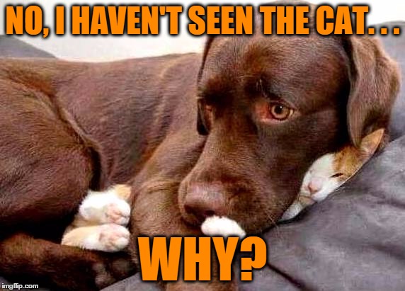 Pleading the 5th! | NO, I HAVEN'T SEEN THE CAT. . . WHY? | image tagged in dog covering kitten,dog,cat,kitten,puppy | made w/ Imgflip meme maker