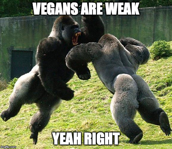 GorillaFight | VEGANS ARE WEAK; YEAH RIGHT | image tagged in gorillafight | made w/ Imgflip meme maker