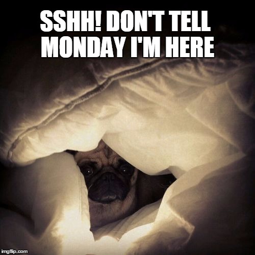 Pug in Hiding | SSHH! DON'T TELL MONDAY I'M HERE | image tagged in pug,monday | made w/ Imgflip meme maker