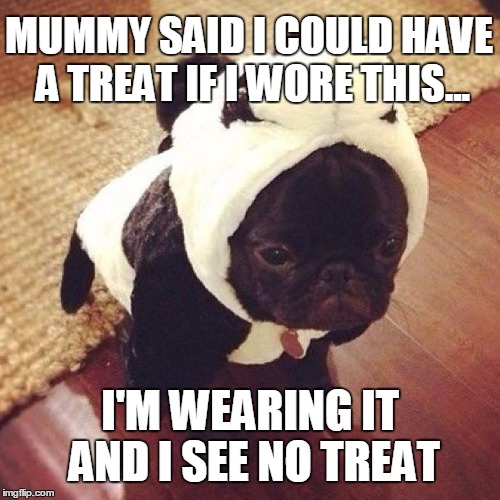 Panda Pug | MUMMY SAID I COULD HAVE A TREAT IF I WORE THIS... I'M WEARING IT AND I SEE NO TREAT | image tagged in pug,panda | made w/ Imgflip meme maker