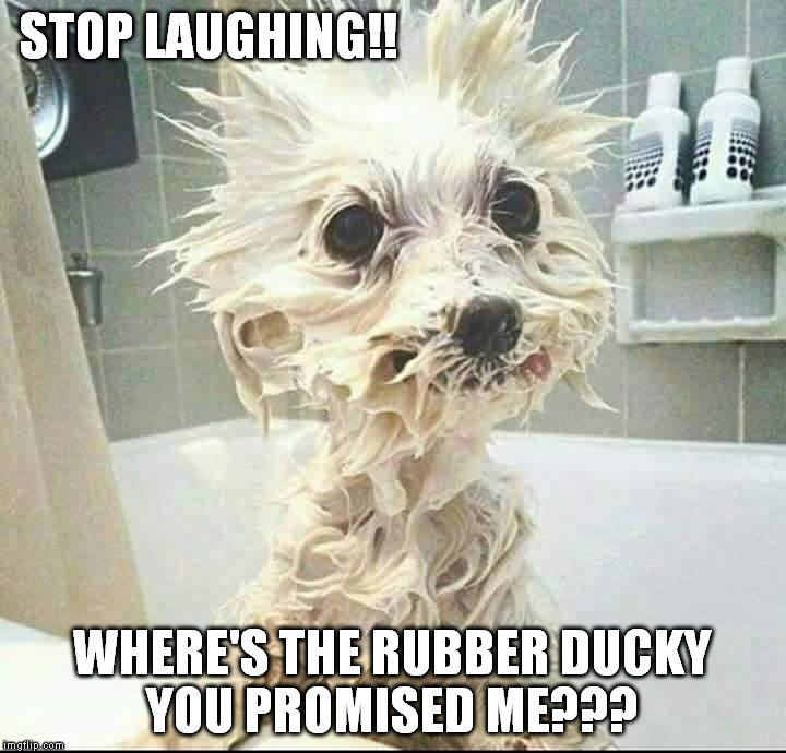 puppy's bath | STOP LAUGHING!! WHERE'S THE RUBBER DUCKY YOU PROMISED ME??? | image tagged in puppy's bath | made w/ Imgflip meme maker