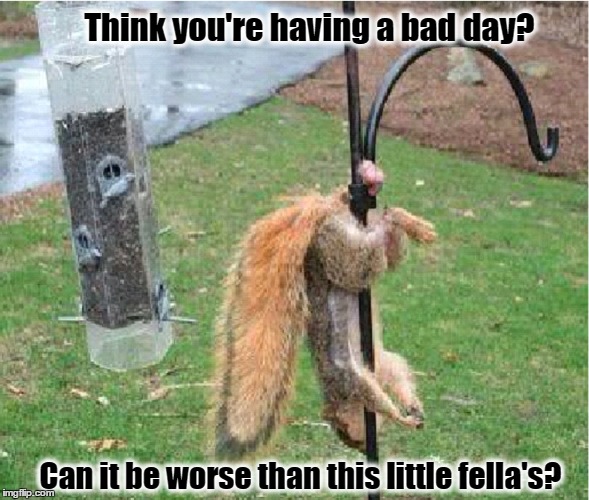 A very bad day! | Think you're having a bad day? Can it be worse than this little fella's? | image tagged in bad day,squirrel,family jewels | made w/ Imgflip meme maker