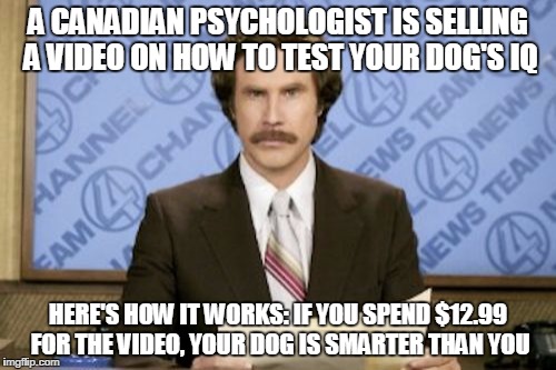 Ron Burgundy | A CANADIAN PSYCHOLOGIST IS SELLING A VIDEO ON HOW TO TEST YOUR DOG'S IQ; HERE'S HOW IT WORKS: IF YOU SPEND $12.99 FOR THE VIDEO, YOUR DOG IS SMARTER THAN YOU | image tagged in memes,ron burgundy | made w/ Imgflip meme maker