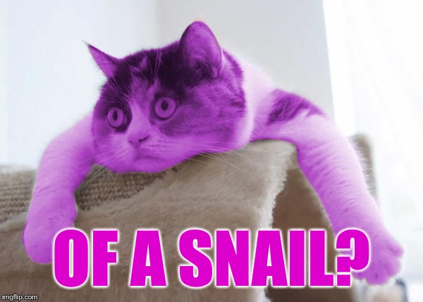 RayCat Stare | OF A SNAIL? | image tagged in raycat stare | made w/ Imgflip meme maker