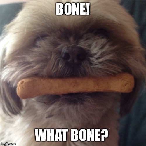 BONE! WHAT BONE? | image tagged in rocky the treat thief | made w/ Imgflip meme maker