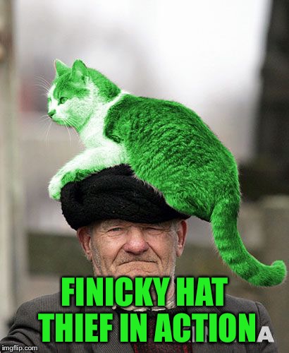 Cat on a Hat | FINICKY HAT THIEF IN ACTION | image tagged in cat on a hat | made w/ Imgflip meme maker
