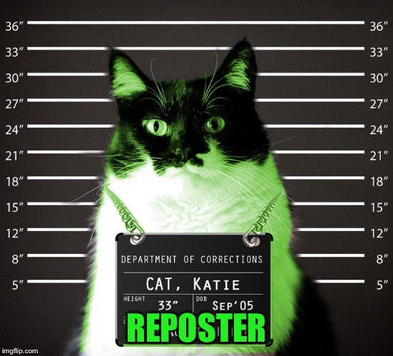 RayCat Incarcerated | REPOSTER | image tagged in raycat incarcerated | made w/ Imgflip meme maker