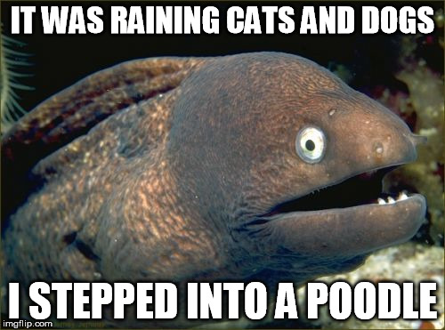 Bad Joke Eel | IT WAS RAINING CATS AND DOGS; I STEPPED INTO A POODLE | image tagged in memes,bad joke eel | made w/ Imgflip meme maker