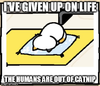 How will this poor kitty get high now? | I'VE GIVEN UP ON LIFE; THE HUMANS ARE OUT OF CATNIP | image tagged in random | made w/ Imgflip meme maker