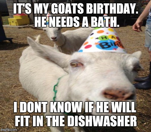 IT'S MY GOATS BIRTHDAY. HE NEEDS A BATH. I DONT KNOW IF HE WILL FIT IN THE DISHWASHER | made w/ Imgflip meme maker