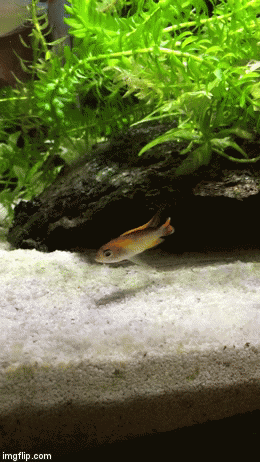 Apistogramma Agassizii Fire Red | image tagged in gifs | made w/ Imgflip video-to-gif maker