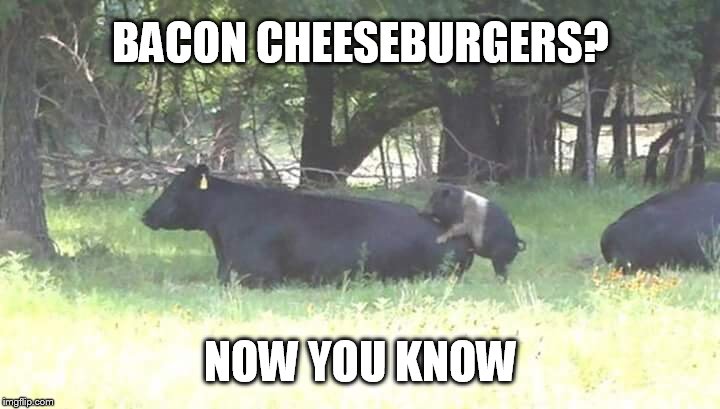 BACON CHEESEBURGERS? NOW YOU KNOW | image tagged in animals,food | made w/ Imgflip meme maker