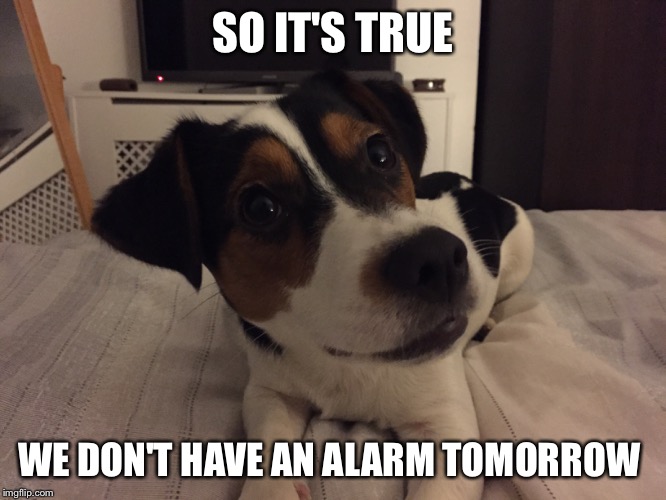SO IT'S TRUE; WE DON'T HAVE AN ALARM TOMORROW | image tagged in dog | made w/ Imgflip meme maker