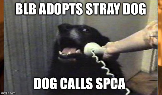 BLB ADOPTS STRAY DOG DOG CALLS SPCA | made w/ Imgflip meme maker