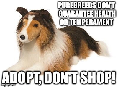 PUREBREEDS DON'T GUARANTEE HEALTH OR TEMPERAMENT; ADOPT, DON'T SHOP! | image tagged in don't shop,adopt your pets | made w/ Imgflip meme maker