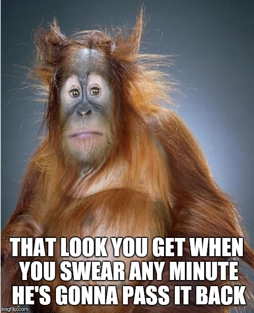 Weed meme | THAT LOOK YOU GET WHEN YOU SWEAR ANY MINUTE HE'S GONNA PASS IT BACK | image tagged in ape,monkey,weed,marijuana,funny memes | made w/ Imgflip meme maker