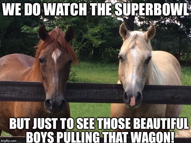 Horses | WE DO WATCH THE SUPERBOWL; BUT JUST TO SEE THOSE BEAUTIFUL BOYS PULLING THAT WAGON! | image tagged in horses | made w/ Imgflip meme maker