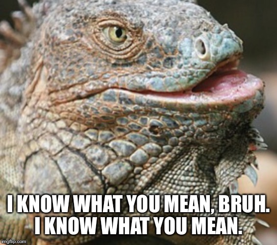 Iguana | I KNOW WHAT YOU MEAN, BRUH. I KNOW WHAT YOU MEAN. | image tagged in iguana | made w/ Imgflip meme maker