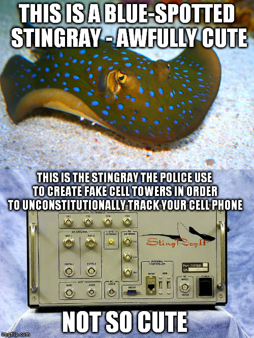 Not all stingrays are beautiful. | THIS IS A BLUE-SPOTTED STINGRAY - AWFULLY CUTE; THIS IS THE STINGRAY THE POLICE USE TO CREATE FAKE CELL TOWERS IN ORDER TO UNCONSTITUTIONALLY TRACK YOUR CELL PHONE; NOT SO CUTE | image tagged in stingray,unconstituional,abuse of power,big brother,police the police,tracking | made w/ Imgflip meme maker