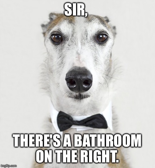 GREYHOUND | SIR, THERE'S A BATHROOM ON THE RIGHT. | image tagged in greyhound | made w/ Imgflip meme maker