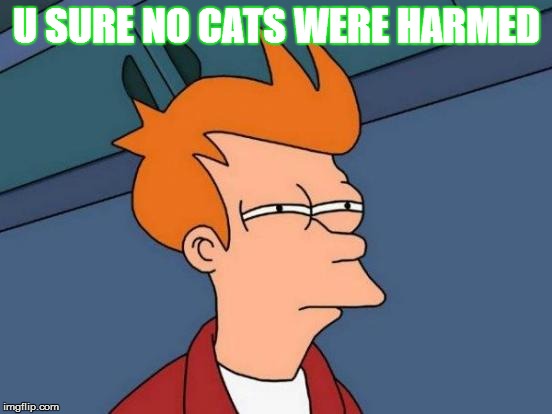 Futurama Fry Meme | U SURE NO CATS WERE HARMED | image tagged in memes,futurama fry | made w/ Imgflip meme maker