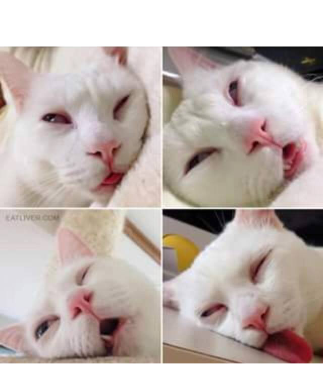 Bored cat Blank Meme Template