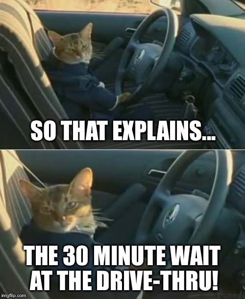 Boat Cat in Car | SO THAT EXPLAINS... THE 30 MINUTE WAIT AT THE DRIVE-THRU! | image tagged in boat cat in car | made w/ Imgflip meme maker