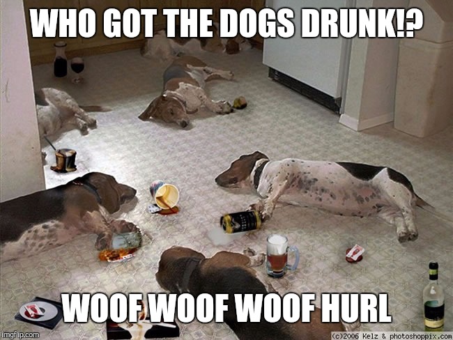 WHO GOT THE DOGS DRUNK!? WOOF WOOF WOOF HURL | made w/ Imgflip meme maker