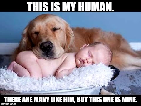 The Dogs Prayer. | THIS IS MY HUMAN. THERE ARE MANY LIKE HIM, BUT THIS ONE IS MINE. | image tagged in dog | made w/ Imgflip meme maker