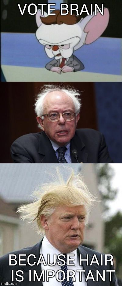 It's all about the hair | VOTE BRAIN; BECAUSE HAIR IS IMPORTANT | image tagged in brain,donald trumph hair,bernie sanders | made w/ Imgflip meme maker