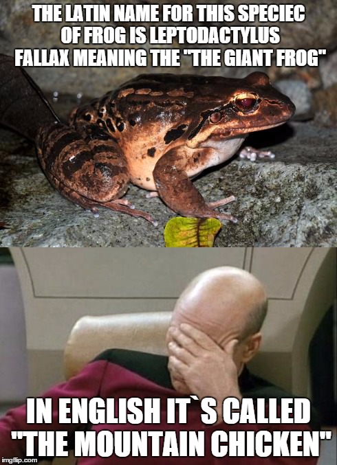I think the Latin sounds better | THE LATIN NAME FOR THIS SPECIEC OF FROG IS LEPTODACTYLUS FALLAX MEANING THE "THE GIANT FROG"; IN ENGLISH IT`S CALLED "THE MOUNTAIN CHICKEN" | image tagged in memes,frog,picard wtf,names | made w/ Imgflip meme maker