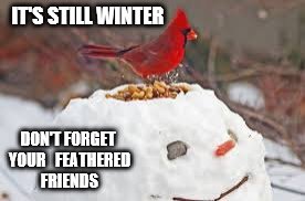 Feed the birds | IT'S STILL WINTER; DON'T FORGET YOUR 

FEATHERED FRIENDS | image tagged in birds | made w/ Imgflip meme maker