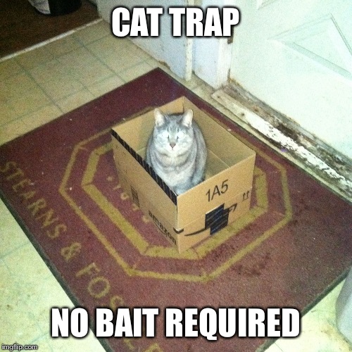 Cat trap | CAT TRAP; NO BAIT REQUIRED | image tagged in cats | made w/ Imgflip meme maker
