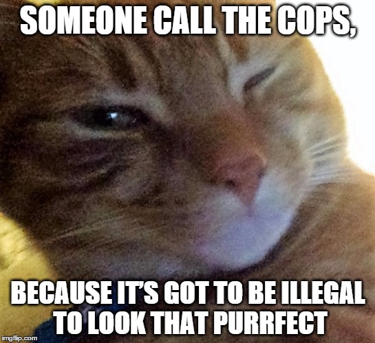 SOMEONE CALL THE COPS, BECAUSE IT’S GOT TO BE ILLEGAL TO LOOK THAT PURRFECT | image tagged in flirtatious cat | made w/ Imgflip meme maker