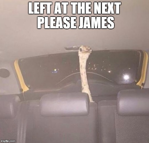 LEFT AT THE NEXT PLEASE JAMES | image tagged in birds | made w/ Imgflip meme maker