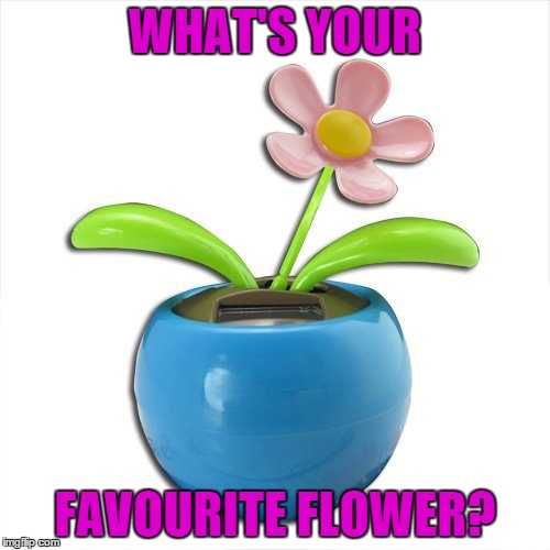 flowers | WHAT'S YOUR; FAVOURITE FLOWER? | image tagged in favourite | made w/ Imgflip meme maker
