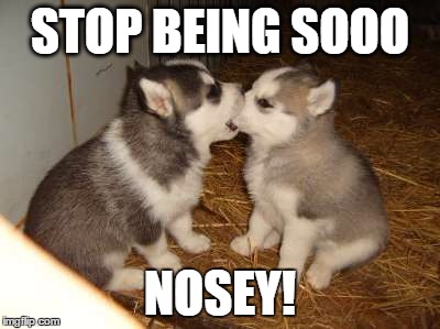 Cute Puppies | STOP BEING SOOO; NOSEY! | image tagged in memes,cute puppies | made w/ Imgflip meme maker
