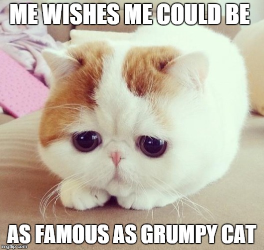 famous not grumpy cat
 | ME WISHES ME COULD BE; AS FAMOUS AS GRUMPY CAT | image tagged in sad cat | made w/ Imgflip meme maker
